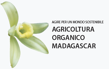 Agricoltura Biologica Vaniglia LAVANY Bourbon del Madagascar